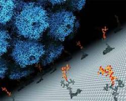 Ein Virus l�ftet sein Geheimnis: Wie infiziert JCV eine K�rperzelle?