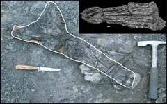 Krokodilsch�del in situ u. pr�pariert