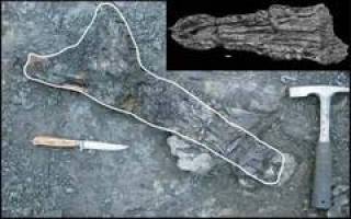 Vietnams Artenvielfalt wurzelt tief in der Erdvergangenheit