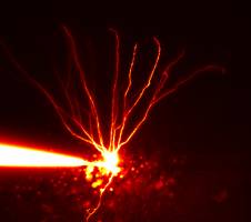 Demokratie in der Nervenzelle - Wissenschaftler der Universit�t Bonn messen die Signale in extrem d�nnen Nervenzellforts�tzen