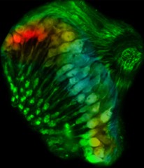 Aufnahme mit einem konfokalen Mikroskop: Rezeptoren im Fliegenohr (gr�n), &