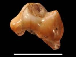 Die ersten modernen Menschen erreichten Europa fr�her als bisher angenommen