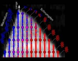 Die innere Uhr des Zellskeletts