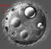 Einfache Nervenzellen steuern die Schwimmtiefe von marinem Plankton