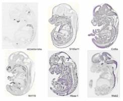 Erster anatomischer Atlas f�r die Genaktivit�t eines S�ugetiers