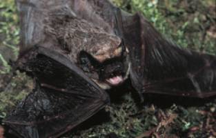 G�tertrennung bei Flederm�usen