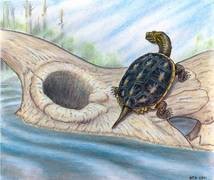 Die S��wasserschildkr�te der Gattung Boremys sitzt auf einem Sch�del des Dinosau