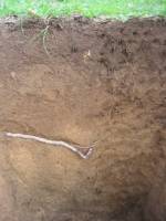 Klimafaktor Boden: �kosystem bestimmt, wie viel Kohlenstoff entweicht