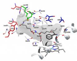 Konstruktionshilfe für Biomoleküle