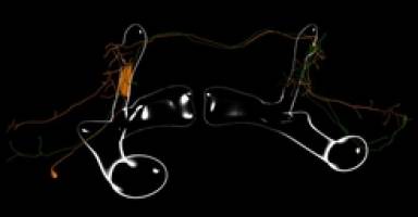 MB-V2 Nervenzellen ermöglichen Abrufen von Gedächtnisinhalten