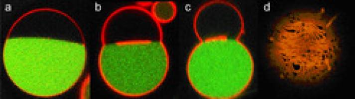 Nanor�hrchen: Zellmembran auf Vorrat