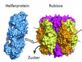 Neues Photosynthese-Helferprotein in Rotalgen entdeckt