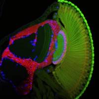 Partnerschaft zwischen Genen beeinflusst die Gehirnentwicklung