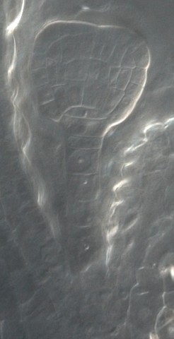 Wirkung von Auxin in pflanzlichen Zellen im Hinblick auf die  transkriptionellen