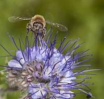 Rätselraten um die Biene