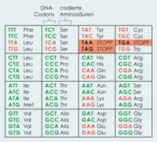 Schutz vor fehlerhafter Genexpression