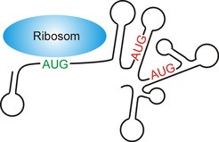 Mechanismus der Erkennung eines AUG-Startcodons durch das Ribosom (blau)  in Abw