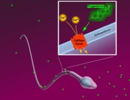 Weibliches Sexualhormon steuert menschliche Spermien