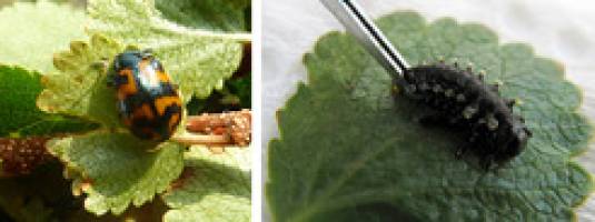 Wirtswechsel ver�ndert Giftcocktail