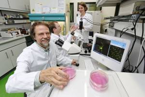 Arbeitsteilung bei der Immunabwehr