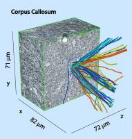Ein Schaltplan vom M�usegehirn