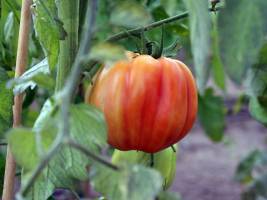 Ethylen ohne Effekt - warum Paprika keine Nachreife zeigen