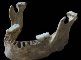 Fr�he Europ�er haben sich mit Neandertalern vermischt