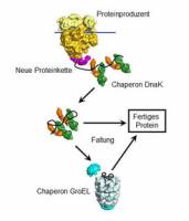 Hauptakteur der Proteinfaltung identifiziert