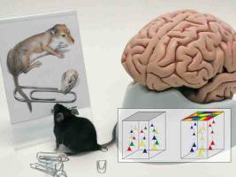 Lebende Fossilien der Hirnentwicklung