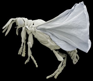 M�nnchen eines F�cherfl�glers der Art Xenos vesparum
   Foto:   Hans Pohl, Fried