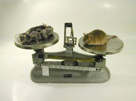 Selektion beeinflusst viele Gene für Übergewicht parallel