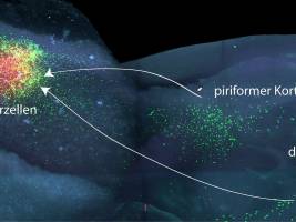 Viren machen Verschaltungen von Nervenzellen sichtbar