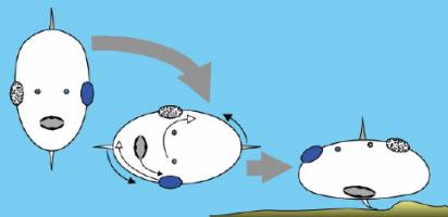 Warum es eine Kreuzung im Gehirn gibt