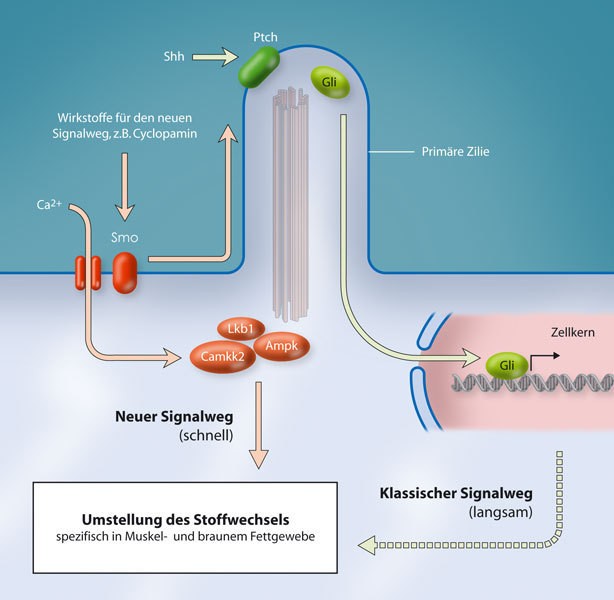 Die Bindung von Sonig Hedgehog (Shh) an seinen Rezeptor Patched (Ptch) aktiviert