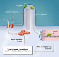 Zellen steuern Energiestoffwechsel �ber Hedgehog-Signalweg