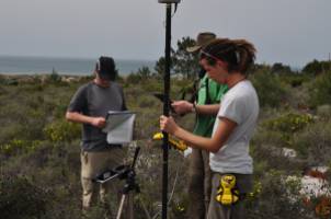 Akazien gefährden Portugals Küstenlandschaft