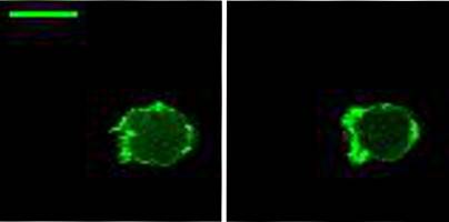 Amöben mit Rhythmus