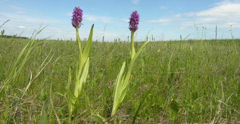 Das Fleischfarbene Knabenkraut ist eine typische Orchidee phosphorlimitierter Mo
