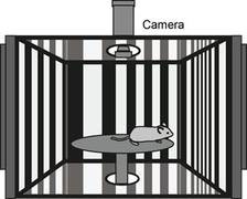 Die ,,virtuelle optokinetische Trommel