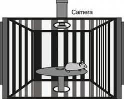 Ein Sehtest f�r M�use