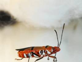 Feuerwanzen brauchen Symbiose-Bakterien zum �berleben