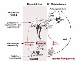 Fruchtbarkeit h�lt schlank