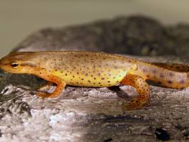 Gen-Katalog für regenerierendes Gewebe