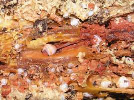 Holz am Meeresboden - eine Oase f�r Tiefseetiere