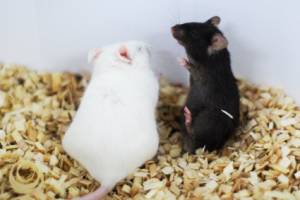 Homer verhindert stressbedingte Lernschwäche