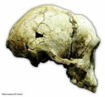 Homo floresiensis doch eine eigene Species