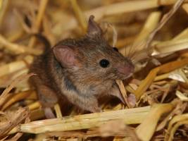 Mäuseväter prägen Nachwuchs bei der Partnerwahl