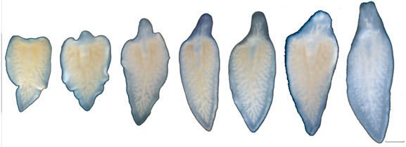 Der wei�e Plattwurm  Dendrocoeulum lacteum  kann eigentlich verlorene K�rperteil