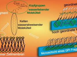 Ordnung im Chaos einer Zellmembran