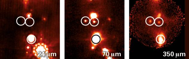 Sternembryos im Staubkokon